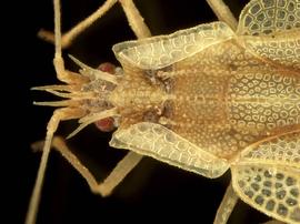   Leptodictya plana  head and pronotum, dorsal view; photo courtesy of USDA APHIS PPQ ITP imageID 
