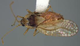   Leptodictya sinaloana , dorsal view; photo courtesy of USDA APHIS PPQ ITP imageID 
