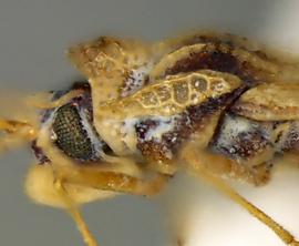   Leptodictya sinaloana  head and thorax, lateral view; photo courtesy of USDA APHIS PPQ ITP imageID 
