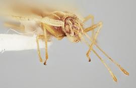   Leptodictya tabida  head, laterofrontal view; photo: Paul Langlois, USDA APHIS PPQ ITP Node, bugwood.org 
