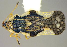   Leptopharsa clitoriae , dorsal view; photo courtesy of USDA APHIS PPQ ITP imageID 
