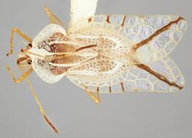   Leptopharsa lineata , dorsal view; photo: Paul Langlois, USDA APHIS PPQ ITP Node, bugwood.org 
