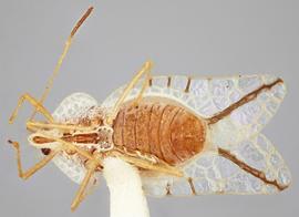   Leptopharsa lineata , ventral view; photo: Paul Langlois, USDA APHIS PPQ ITP Node, bugwood.org 
