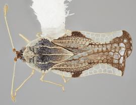   Leptopharsa machalana  female, dorsal view; photo: Paul Langlois, USDA APHIS PPQ ITP Node, bugwood.org 
