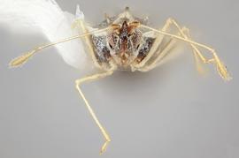   Leptopharsa machalana  female, frontal view; photo: Paul Langlois, USDA APHIS PPQ ITP Node, bugwood.org 
