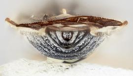   Leptopharsa machalana  ssp.  machalana  female, caudal view; photo: Paul Langlois, USDA APHIS PPQ ITP Node, bugwood.org 
