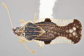   Leptopharsa machalana  ssp.  machalana  female, dorsal view; photo: Paul Langlois, USDA APHIS PPQ ITP Node, bugwood.org 
