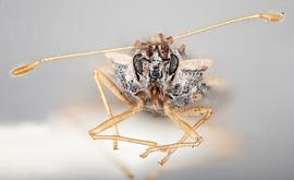   Leptopharsa machalana  ssp.  machalana  female, frontal view; photo: Paul Langlois, USDA APHIS PPQ ITP Node, bugwood.org 
