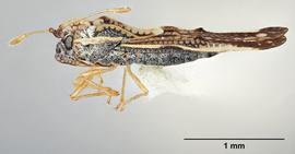   Leptopharsa machalana  ssp.  machalana  female, lateral view; photo: Paul Langlois, USDA APHIS PPQ ITP Node, bugwood.org 
