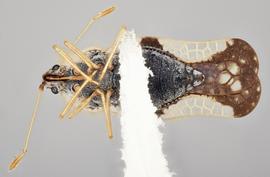   Leptopharsa machalana  ssp.  machalana  female, ventral view; photo: Paul Langlois, USDA APHIS PPQ ITP Node, bugwood.org 
