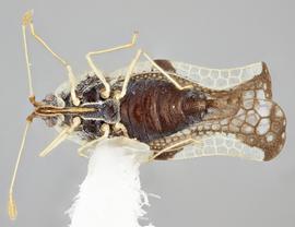   Leptopharsa machalana  female, ventral view; photo: Paul Langlois, USDA APHIS PPQ ITP Node, bugwood.org 

