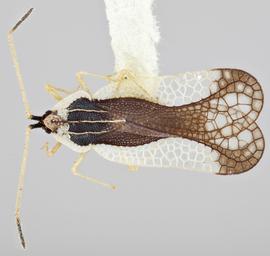   Leptopharsa ovantis    male, dorsal view; photo: Paul Langlois, USDA APHIS PPQ ITP Node, bugwood.org 
