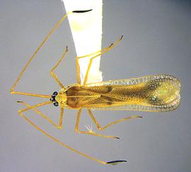   Macrotingis novicis , dorsal view; photo courtesy of USDA APHIS PPQ ITP imageID 
