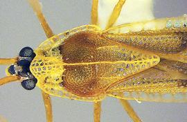   Macrotingis novicis  head and thorax, dorsal view; photo courtesy of USDA APHIS PPQ ITP imageID 

