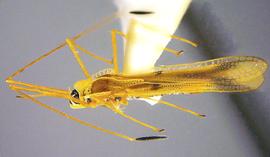   Macrotingis novicis , lateral view; photo courtesy of USDA APHIS PPQ ITP imageID 
