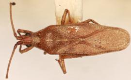   Malandiola similis , dorsal view; photo: Sindhu Krishnankutty 
