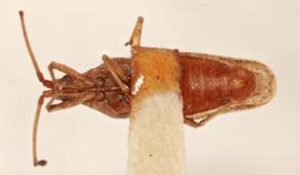   Malandiola similis , ventral view; photo: Sindhu Krishnankutty 
