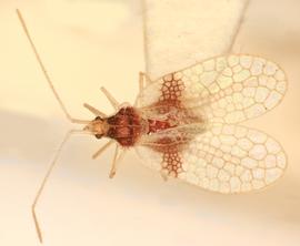   Pliobyrsa mollinediae , dorsal view; photo: Sindhu Krishnankutty 
