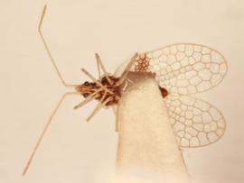   Pliobyrsa mollinediae , ventral view; photo: Sindhu Krishnankutty 
