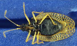   Pseudacysta perseae , ventral view; photo courtesy of USDA APHIS PPQ ITP imageID 
