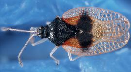   Pseudacysta perseae , dorsal view; photo courtesy of USDA APHIS PPQ ITP imageID 
