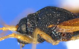   Pseudacysta perseae  male head and thorax, showing thoracic scent gland, lateral view; photo courtesy of USDA APHIS PPQ ITP imageID 
