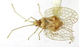   Psilobyrsa aechemaeae , dorsal view; photo: Sindhu Krishnankutty 
