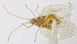   Psilobyrsa aechemaeae , ventral view; photo: Sindhu Krishnankutty 
