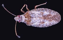   Sinalda haplotaxis , dorsal view; photo: courtesy of USDA APHIS PPQ ITP imageiD 
