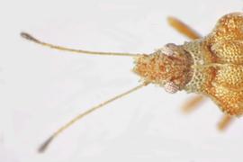   Sinalda haplotaxis  head, dorsal view; photo: Sindhu Krishnankutty 
