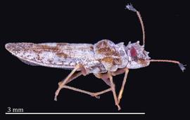  Sinalda haplotaxis, lateral view; photo: courtesy of USDA APHIS PPQ ITP imageiD 
