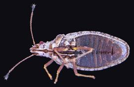   Sinalda haplotaxis , ventral view; photo: courtesy of USDA APHIS PPQ ITP imageiD 
