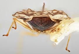   Stephanitis nashi  female, caudal view; photo: Paul Langlois, USDA APHIS PPQ ITP Node, bugwood.org 
