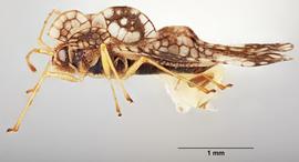   Stephanitis nashi  female, lateral view; photo: Paul Langlois, USDA APHIS PPQ ITP Node, bugwood.org 
