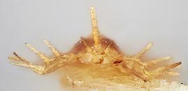   Stephanitis nashi  nymph, caudal view; photo: Paul Langlois, USDA APHIS PPQ ITP Node, bugwood.org 
