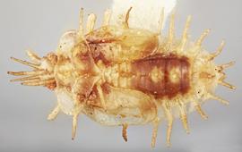   Stephanitis nashi  nymph, dorsal view; photo: Paul Langlois, USDA APHIS PPQ ITP Node, bugwood.org 
