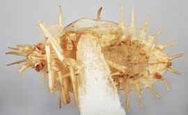   Stephanitis nashi  nymph, ventral view; photo: Paul Langlois, USDA APHIS PPQ ITP Node, bugwood.org 
