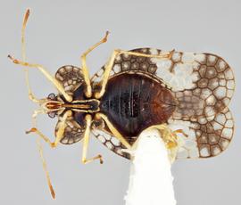   Stephanitis nashi  female, ventral view; photo: Paul Langlois, USDA APHIS PPQ ITP Node, bugwood.org 
