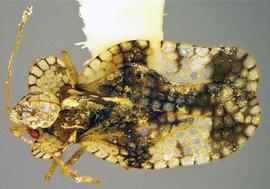   Stephanitis pyri , dorsal view; photo courtesy of USDA APHIS PPQ ITP imageID 
