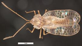  Stephanitis pyrioides , dorsal view; photo: Pest and Diseases Image Library, bugwood.org (CC) BY-NC 3.0 
