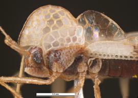   Stephanitis pyrioides  head, lateral view; photo: Pest and Diseases Image Library, bugwood.org (CC) BY-NC 3.0 
