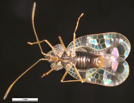   Stephanitis pyrioides  male, ventral view; photo: Pest and Diseases Image Library, bugwood.org (CC) BY-NC 3.0 
