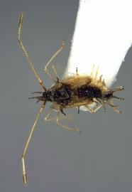   Stephanitis  sp. nymph, dorsal view; photo courtesy of USDA APHIS PPQ ITP imageID 
