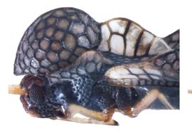   Stephanitis takeyai  head and thorax, lateral view; photo courtesy of USDA APHIS PPQ ITP imageiD 
