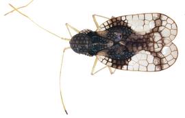   Stephanitis takeyai , dorsal view; photo courtesy of USDA APHIS PPQ ITP imageiD 
