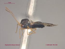   Stephanitis takeyai , lateral view; photo: Don Griffiths, Spencer Entomological Collection, Beaty Biodiversity Museum, UBC 

