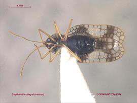   Stephanitis takeyai , ventral view; photo: Don Griffiths, Spencer Entomological Collection, Beaty Biodiversity Museum, UBC 
