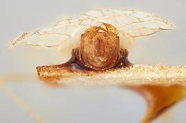   Stephanitis typica  male, caudal view; photo: Paul Langlois, USDA APHIS PPQ ITP Node, bugwood.org 
