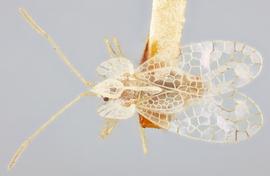   Stephanitis typica  male, dorsal view; photo: Paul Langlois, USDA APHIS PPQ ITP Node, bugwood.org 
