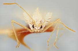   Stephanitis typica  male, frontal view; photo: Paul Langlois, USDA APHIS PPQ ITP Node, bugwood.org 
